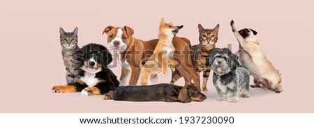 group of eight cats and dogs isolated on a pink pastel background Royalty-Free Stock Photo #1937230090