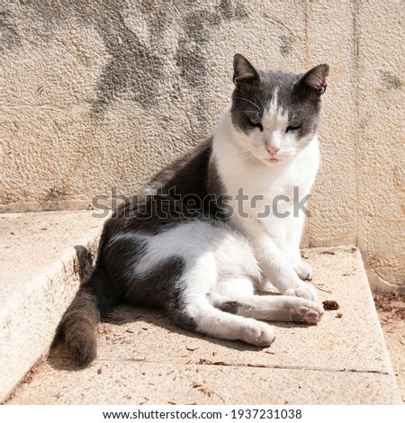 Serious street cat relaxing on a yellow stairs. Famous cat in Birgu city, Malta - people of city take care of this stret cat. 