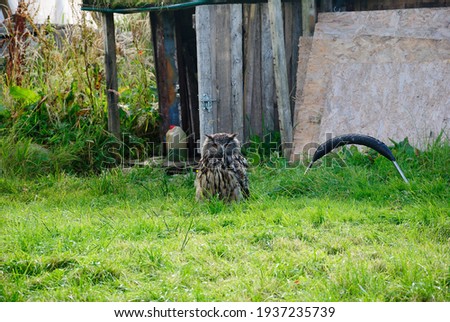 The great horned owl (Bubo virginianus), aka the tiger or hoot owl in Scotland, UK