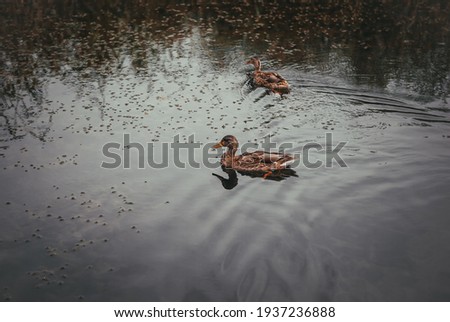 Two female mallard duck swimming on a pond while looking for food