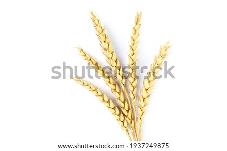 Wheat ears on white background Royalty-Free Stock Photo #1937249875