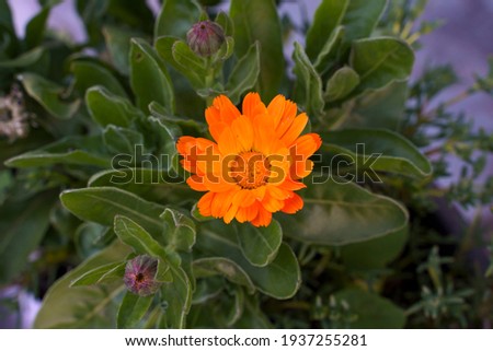 Calendula officinalis wildflower in spring