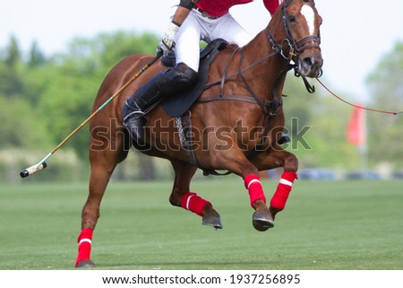 
polo player and horse in Argentine countryside Royalty-Free Stock Photo #1937256895
