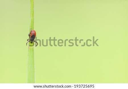 Macro picture of a small red tick insect on a green plant leaf