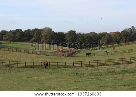 Many horses roaming the farm 