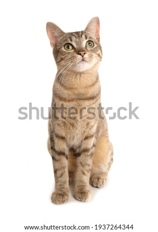 Bengal cat isolated on a white background