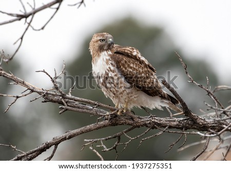 Closeup of a young Red-Tailed Hawk with beautiful fluffy feather plumage, looking towards the right while perched upon a branch and framed by a faraway evergreen tree.