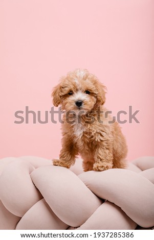 Maltipoo dog. Adorable Maltese and Poodle mix Puppy. Pink background