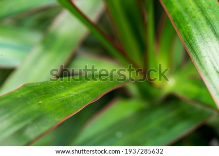 Close-up of green leaves of indoor plants.