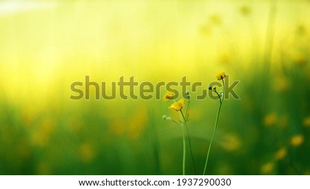 this is picture of beautiful flower in yellow colour