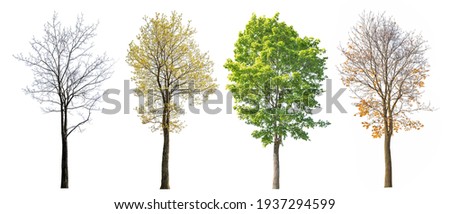 four seasons maple tree isolated on white background Royalty-Free Stock Photo #1937294599