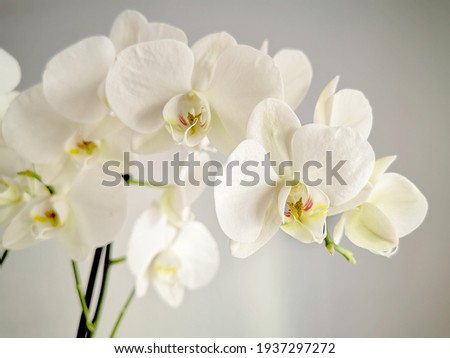 closeup of white orchid flowers  Royalty-Free Stock Photo #1937297272