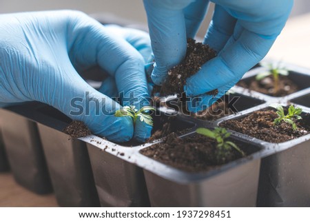 marigold seedlings cultivation and dipping, the process of marigold dipping Royalty-Free Stock Photo #1937298451