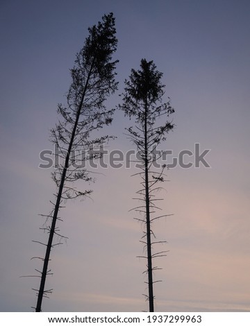 Silhouette of two trees at dusk