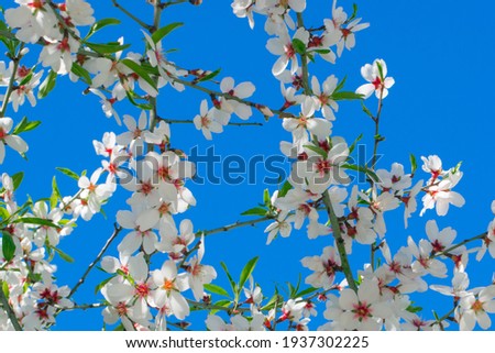 Spring blossom, tree branches in white flowers, blooming fruit plants on bright blue background