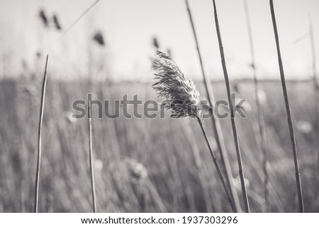 black and white photograph of reeds on sunny day in a reed field,focus on reeds in the center of the frame