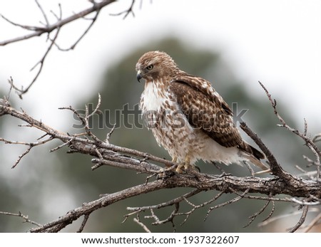 Close up of juvenile Red-Tailed Hawk with beautiful fluffed feathering, looking down while perched upon a branch and framed by a faraway evergreen tree.