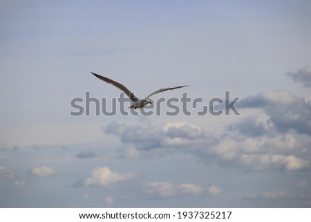close up of flying seagull aquatic sea bird fly with wings spread flying through clouds and white and blue background with white sea gull 