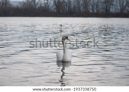 Wild swans on the Danube