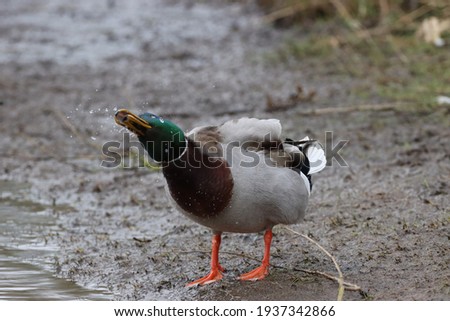 Mallard Duck in a wetland 