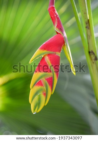 Heliconia flower called lobster-claws, toucan beak, wild plantain, or false bird-of-paradise.