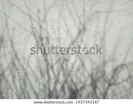  tree shadow on white cement wall, plaster background