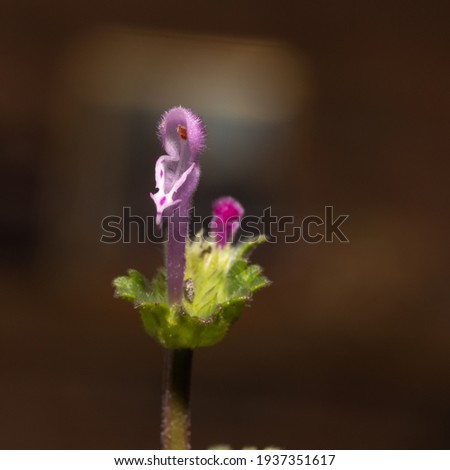 A micro photo of a single blossom of Henbit deadnettle with the detail of the stigma.