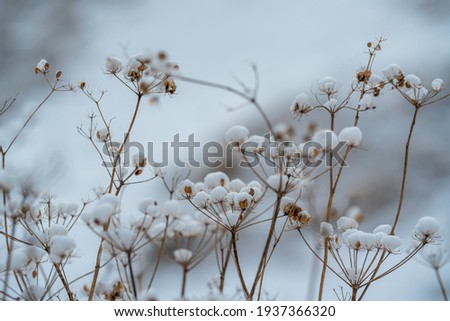covered with frost umbrella dill against the blue sky, close-up photo in the winter season. blurry in the background