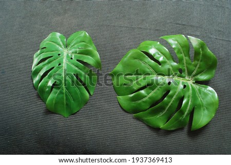 large trendy tropical green leaves isolated on grey textured fabric background ,nature and environment concept,