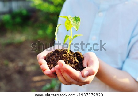 close-up - children's hands hold a handful of earth with a green sprout or seedling. The concept of gardening, ecology