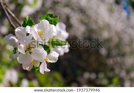 Blooming white apple flowers. Spring May background. Selective focus on the flower