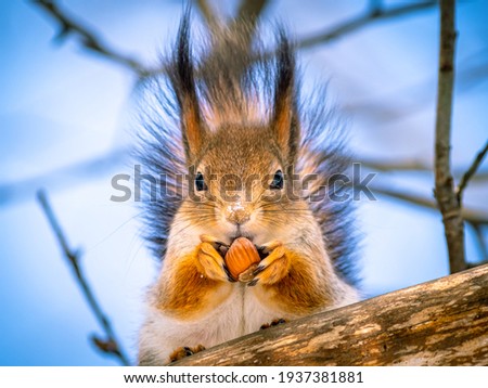 Red squirrel holding a nut. Furry squirrel eating a nut.  Squirrel sitting on a tree. Cute and funny animals.