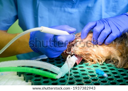 Veterinarian dentist doing procedure of professional teeth cleaning dog in a veterinary clinic. Anesthetized dog in operation table. Pet healthcare concept . High quality photo