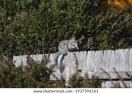 a wild grey squirrel eating bread on a old wooden fence
