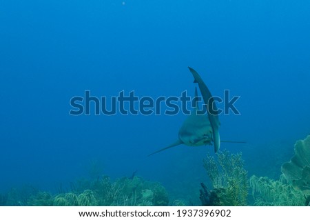 Caribbean reef shark (Carcharhinus perezi) Roatan, Honduras