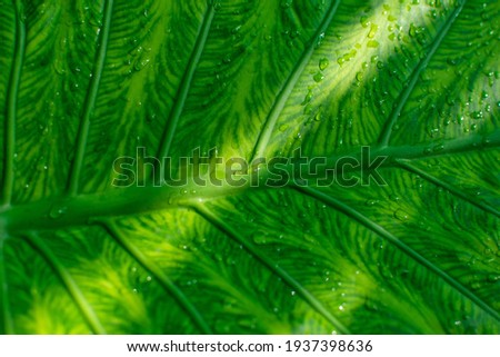 Green leaf with sunshine and raindrops