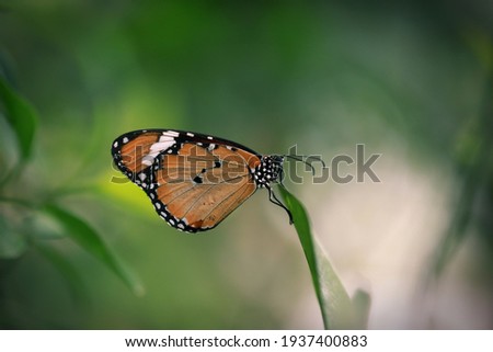 Tawny Coster Butterfly with bokeh background