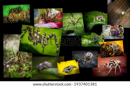 Nature collage of variety of spiders and arachnids shot in extreme closeup macro Royalty-Free Stock Photo #1937401381