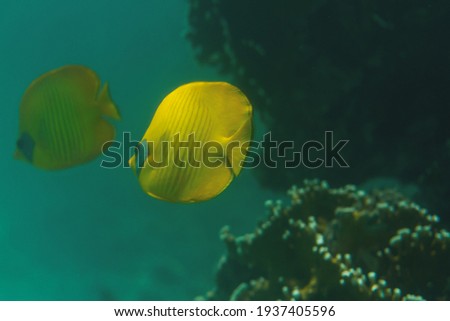 yellow fish swim among the corals in the sea