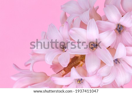 Beautiful pink hyacinth flower. Macro. Close up. Spring hyacinths blossom. Nature background with spring flowers. Happy Easter  Card with copy space, text place.