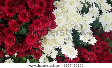 Red and white chrysanthemum flowers close up, top view. Autumn flowers. Nature Red and white Floral background. Abstract natural pattern. Beautiful Wallpaper of Flowering chrysanthemum flowers