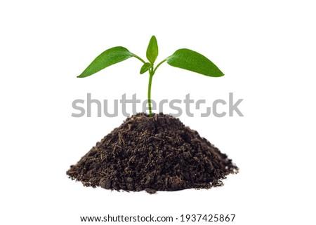 Spring small green sprout grows on the ground. Isolated on a white background. Tomato plant Royalty-Free Stock Photo #1937425867