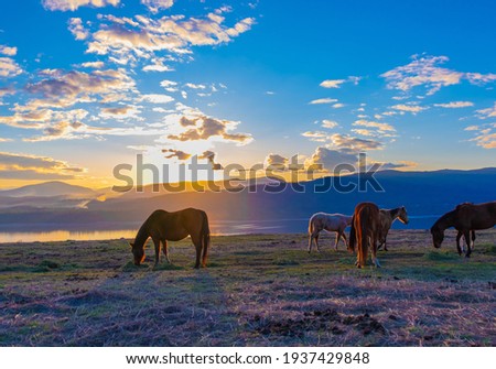 Horses with beautiful sunset in background.
