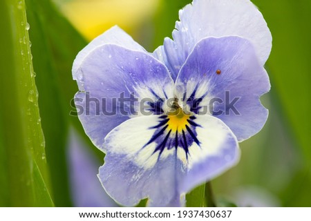 Close up of a blue pansy flower in bloom