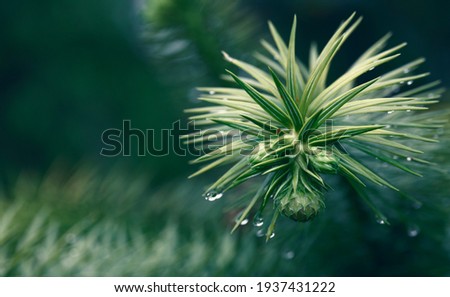 Young green branch of a coniferous plant Araucaria evergreen coniferous trees in the family Araucariaceae.