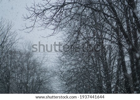 bad winter weather. foggy trees during blizzard, heavy snowfall. High quality photo