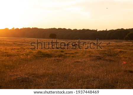 Group of deers standing on meadow in the evening