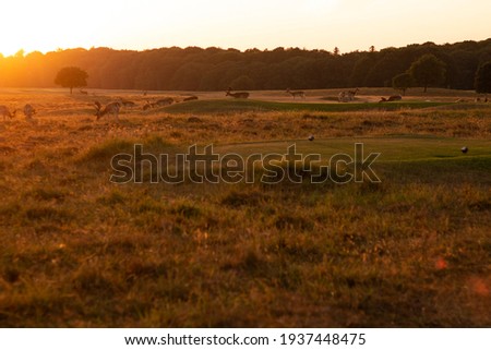 Group of deers standing on meadow in the evening