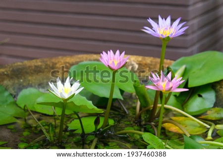 Beautiful Lotus pink, purple and white petals with yellow pollen flowers or Waterlily flowers blooming outdoors in the pond. Selective focus.  