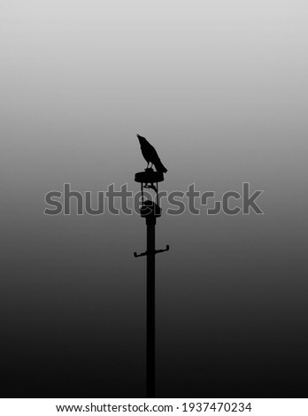 A crow on an old street light